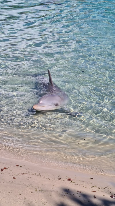 白天在水体上的灰海豚
